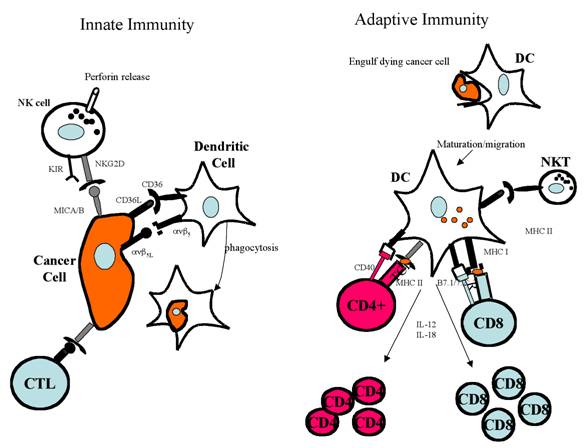 Mhc Class Ii Expression