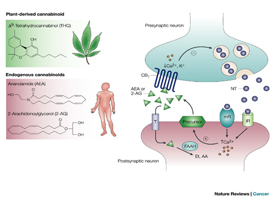 cb1 receptor