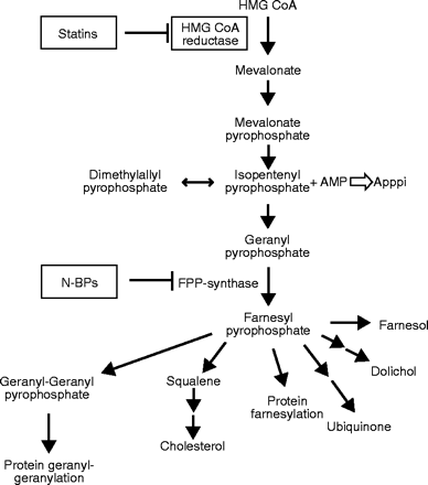 Cholesterol and steroid metabolism